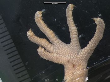 Media type: image;   Herpetology R-35111
